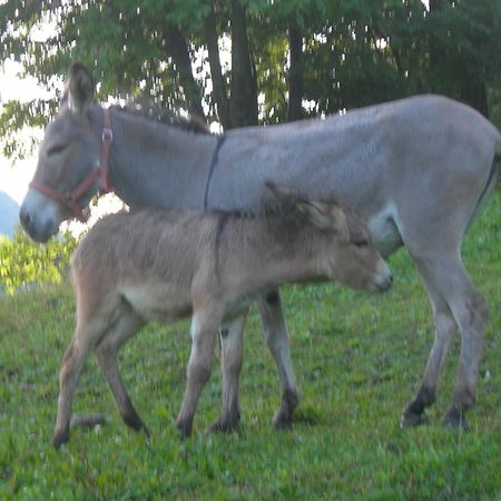 Вілла Agriturismo Lo Ratele Allein Екстер'єр фото